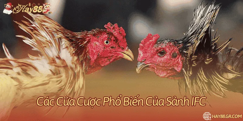 Những cửa cược cơ bản trên hệ thống sảnh đá gà trực tuyến