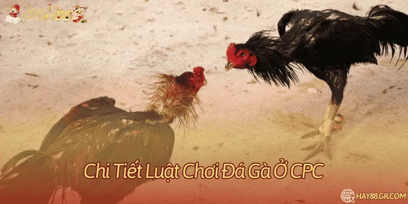 Quy định về thời gian thi đấu của một trận chọi gà ở CPC