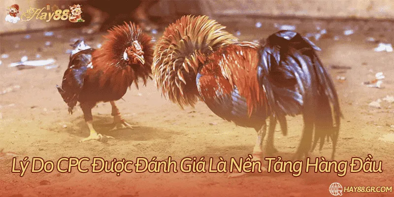 Tìm hiểu lý do đá gà trực tiếp CPC được đánh giá cực cao trong giới giải trí