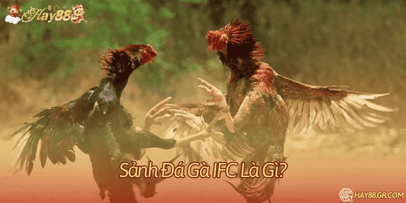 Giới thiệu về sảnh đá gà giao diện hiện đại IFC