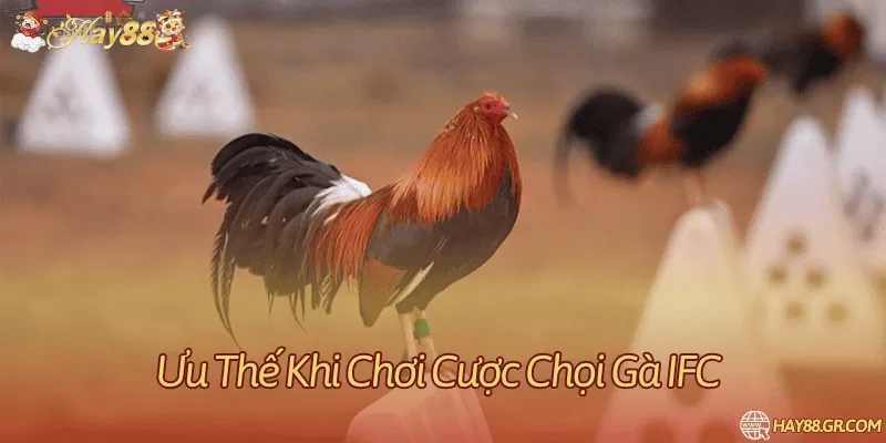 So sánh đá gà truyền thống và đá gà trên nền tảng IFC
